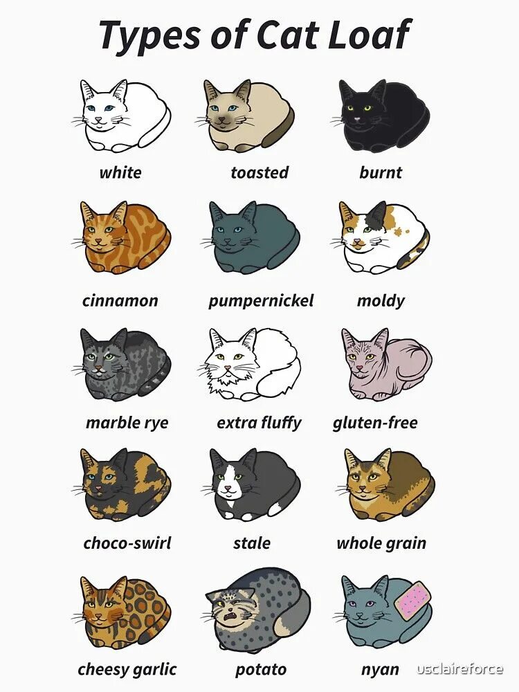 Слова породы кошек. Породистый кот. Types of Cats. Мемы картинки коты как называются. Cat Loaf.