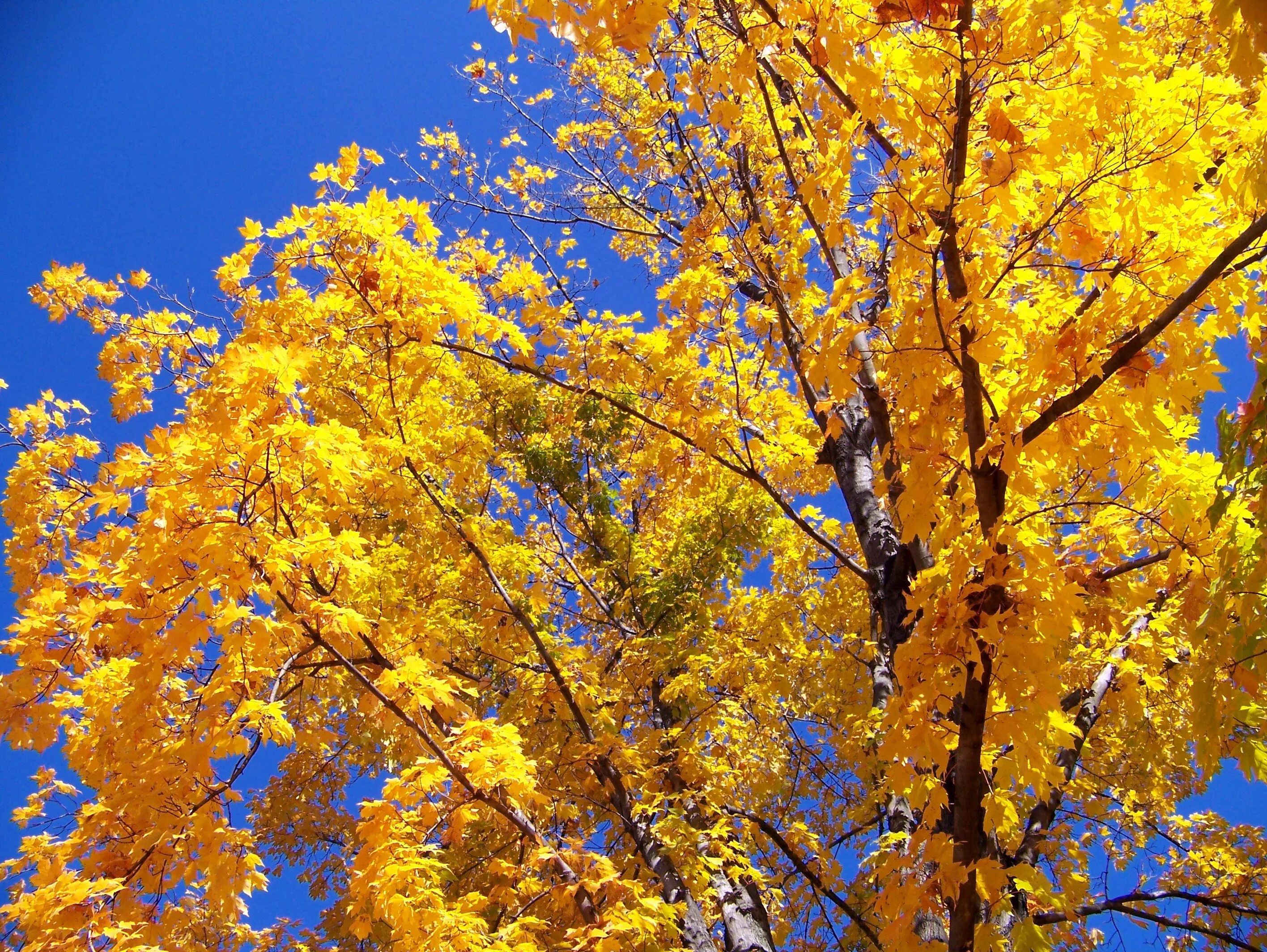 Листва дерева времени. Осеннее дерево. Деревья осенью. Красивое осеннее дерево. Золотая осень дерево.