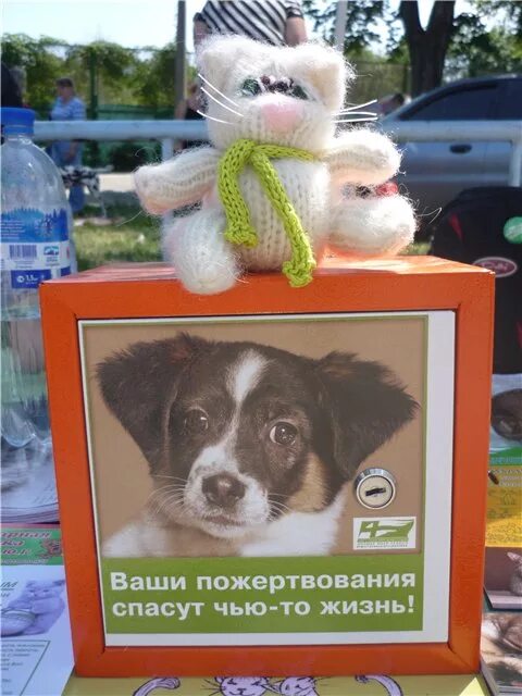 Пожертвования для животных. Сбор для бездомных животных. Реклама животных из приюта. Коробки для сбора кормов для собак. Реклама приюта для животных.