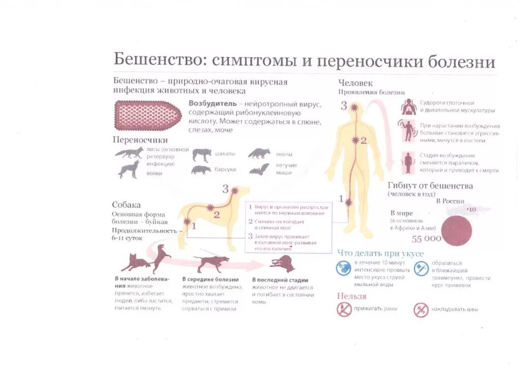 Человек заболел бешенством. Бешенство симптомы и переносчики болезни. Бешенство у животных симптомы. Профилактика бешенства у животных. Симптомы бешенства у человека.