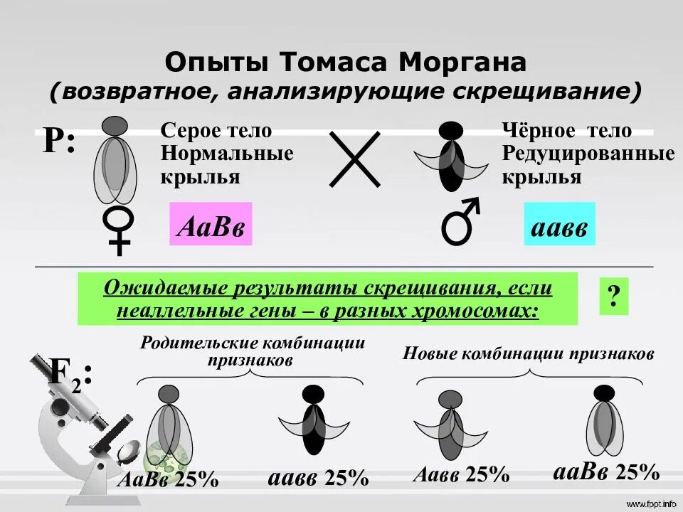 Сцепленное наследование опыты Моргана. Закон Томаса Моргана сцепленное наследование. Теория сцепленного наследования