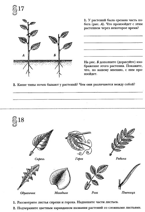 Темы рабочих листов для 1 класса