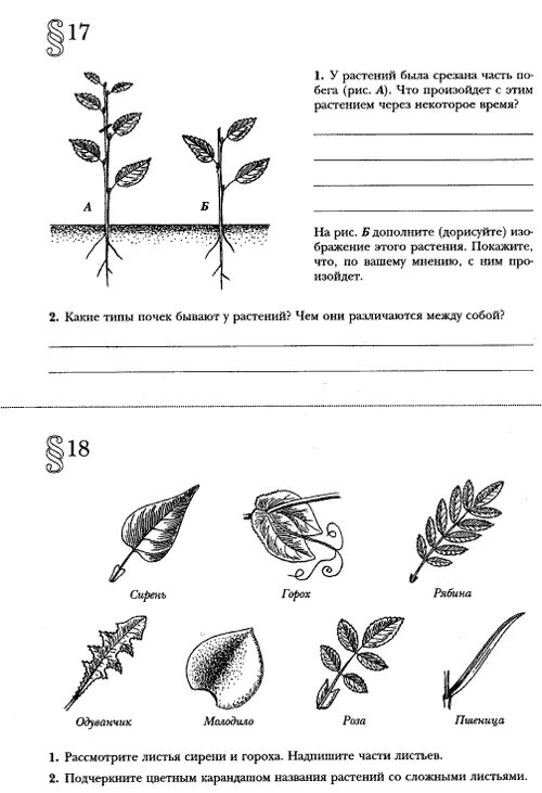 Задание по биологии растений. Части растений задания. Растения рабочий лист. Рабочие листы по биологии.