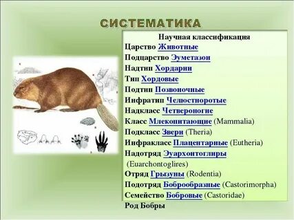 Систематические категории огурца обыкновенного