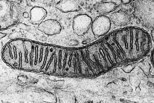 строение митохондрии электронограмма. митохондрии в световом микроскопе. эукариотическая клетка электронограмма. митохондрии микроскопия. микрофотография митохондрии клетки.