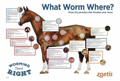 Worm перевод