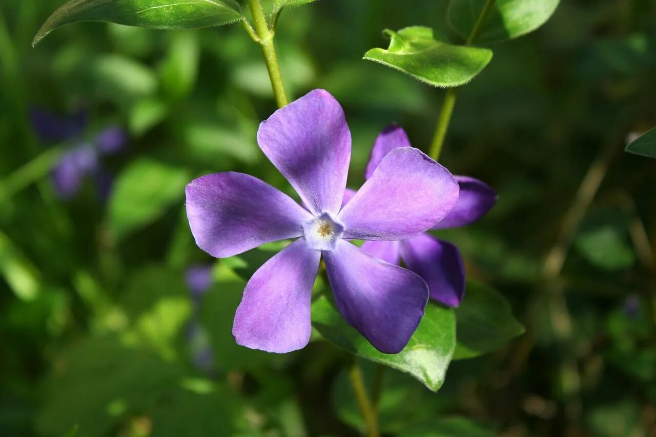 Барвинок Атропурпуреа. Барвинок Vinca Minor. Барвинок малый. Барвинок малый цветок.