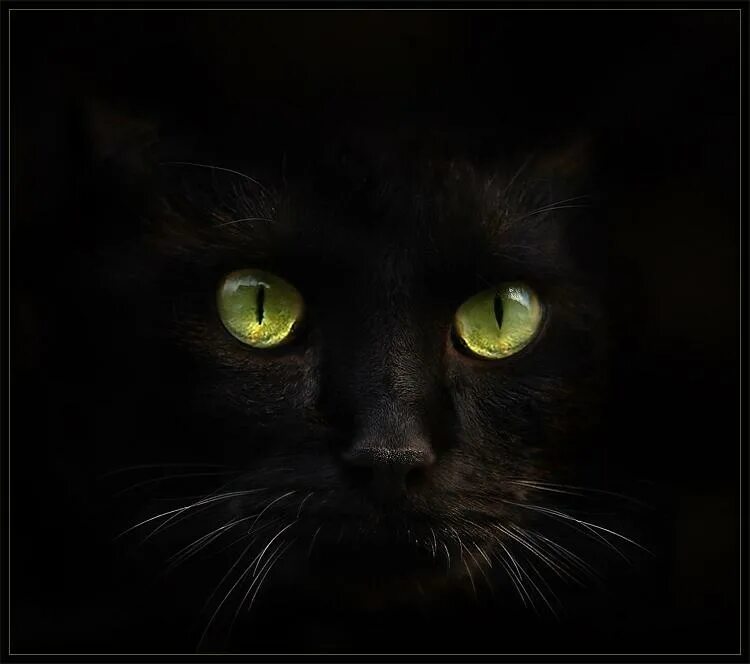 Black cat eye. Черная кошка. Черные коты. Черная кошка с зелеными глазами. Чёрный кот с зелёными глазами.