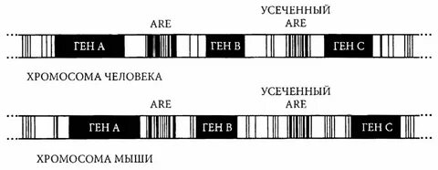 Хромосома мышей