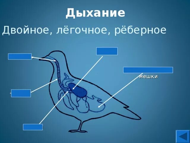 Дыхание птиц является. Дыхательная система птиц. Схема дыхательной системы птицы. Строение дыхательной системы птиц. Механизм дыхания птиц.