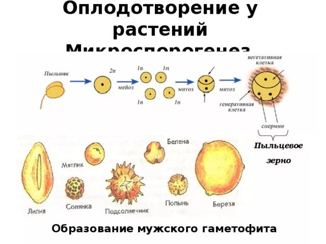 Образование мужского гаметофита у покрытосеменных. Формирование мужского гаметофита пыльцевого зерна. Строение пыльцевого зерна цветковых. Строение пыльцевого зерна голосеменных. Пыльца схема