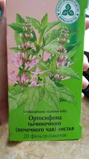 Ортосифон тычиночный почечный применение