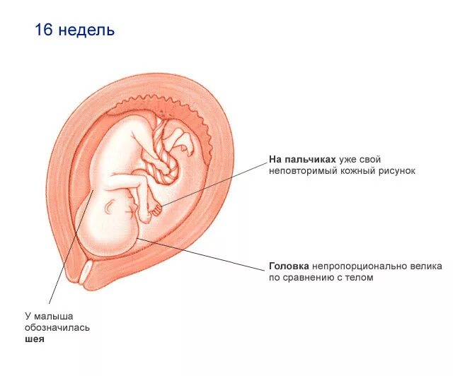 Плод 16 недель беременности размер плода. Как выглядит плод в 16 недель. Ребёнок на 16 неделе беременности. Размер ребенка на 16 неделе беременности.