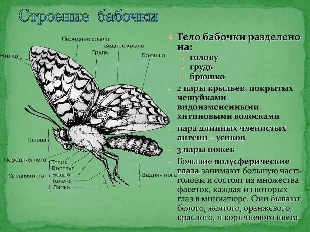 Наружный хитиновый покров разделенное на отделы тело. Бабочка капустница описание строение. Отряд чешуекрылые строение бабочки. Внешнее строение бабочки. Внешнее строение бабочки капустницы.