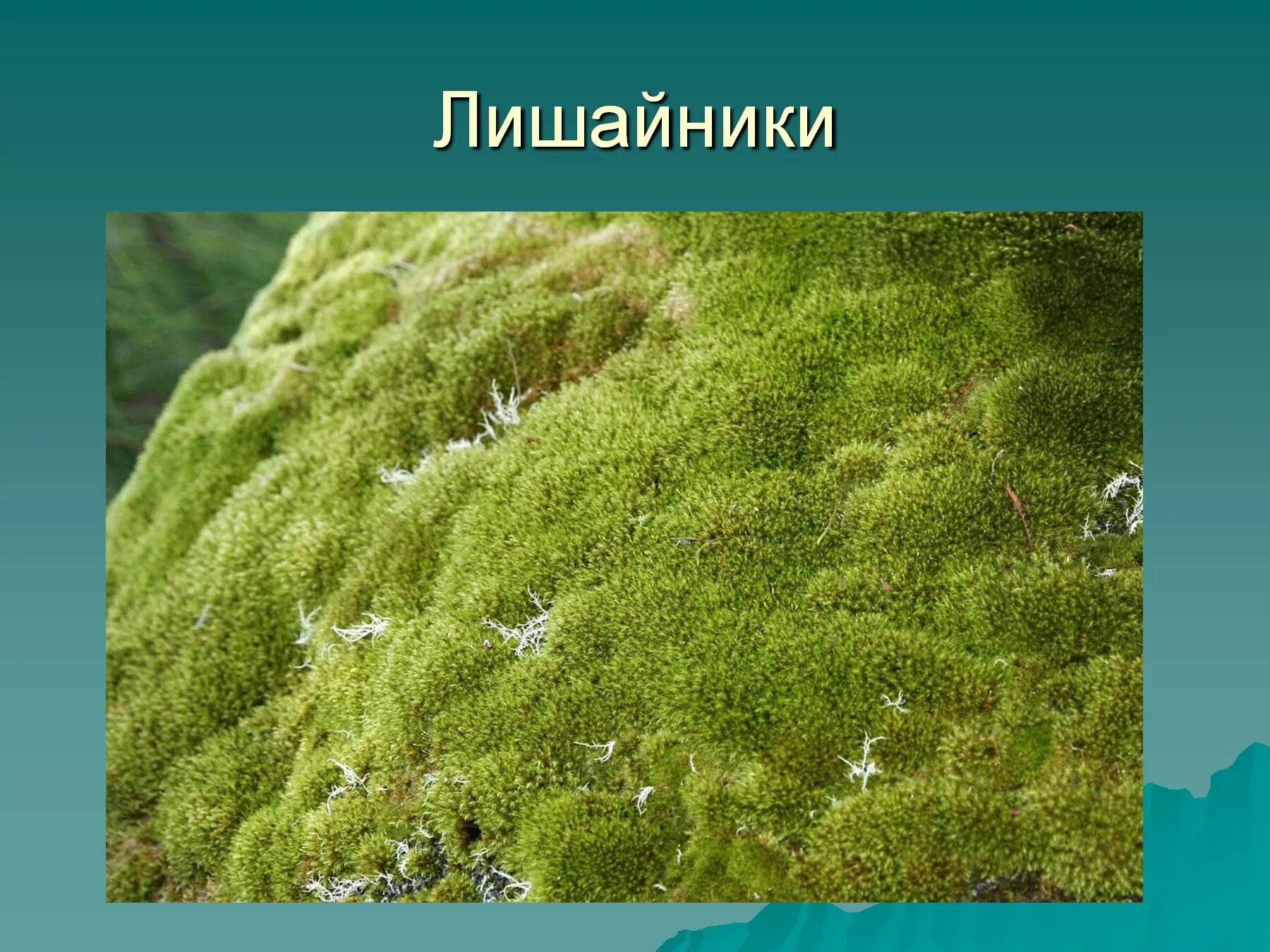 Мох чем отличаются. Мхи названия. Разновидности мхов. Название мхов и лишайников. Мхи и лишайники.