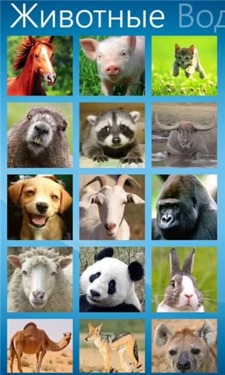 Звуки обитателей. Животные приложение. Звуки животных. Звуки разных животных. Звуки животных для малышей.