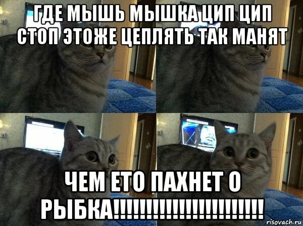 Ты че мышь. Ты че мышь мем кот. окружающий мир мем. мем про кота и рыбу. кот вк мем.