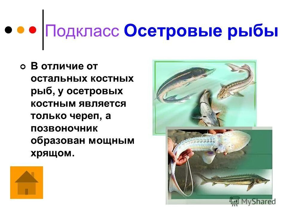 класс костные рыбы представители. тип хордовые рыбы. классы типа хордовых. хордовые класс земноводные. классификация костных рыб схема.