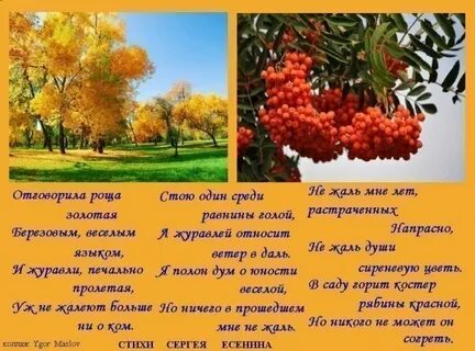 Цитаты про рябину