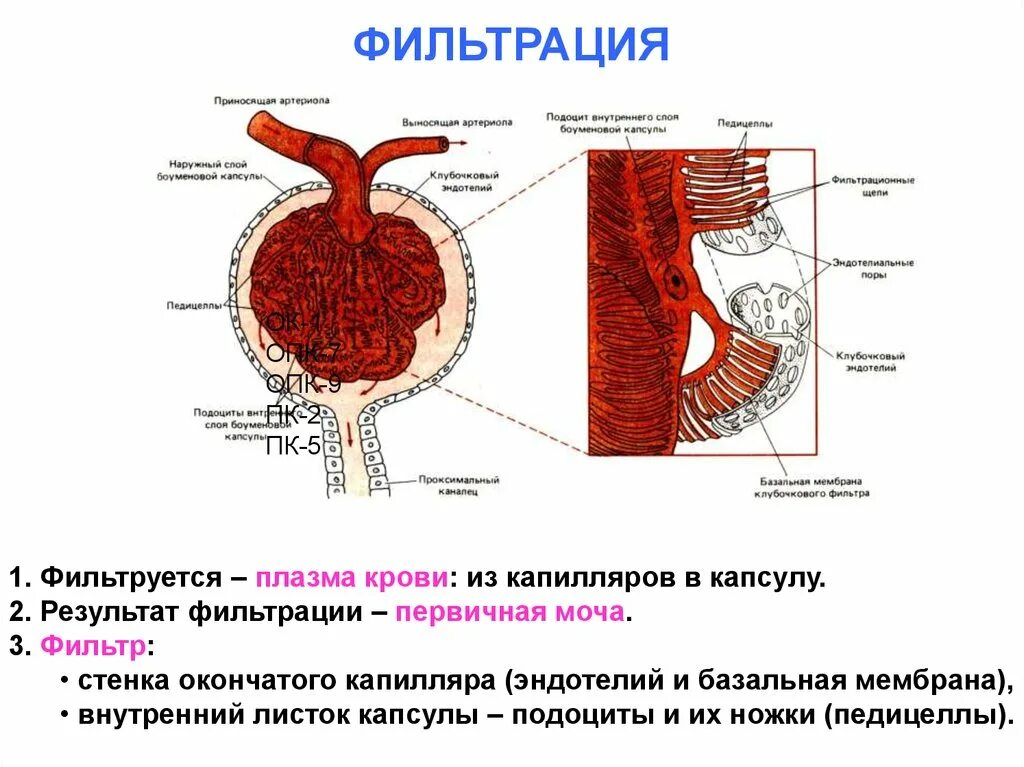 Фильтрация крови человека. Фильтрация крови в почках. Структура почки фильтрация плазмы крови. Процесс фильтрации в почках. Первичный этап фильтрации крови