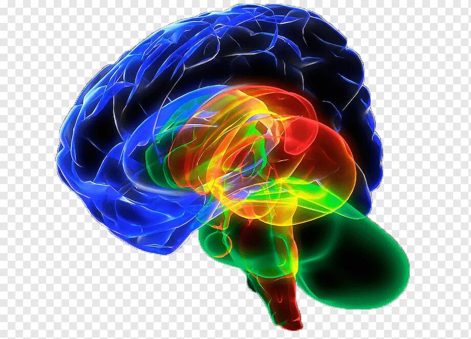 Brain sense. Творческий мозг. Мозг PNG. Клипарт неоновый человек с мозгом.