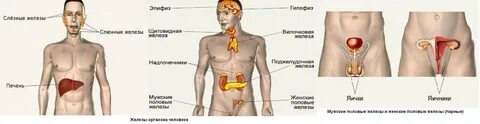 Есть ли у мужчин яичники