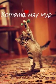Кот мур