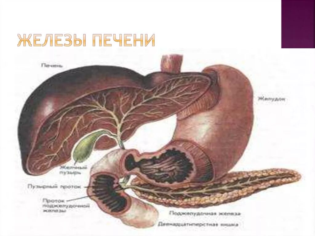 Пищеварительные железы печени. Железы печени строение.