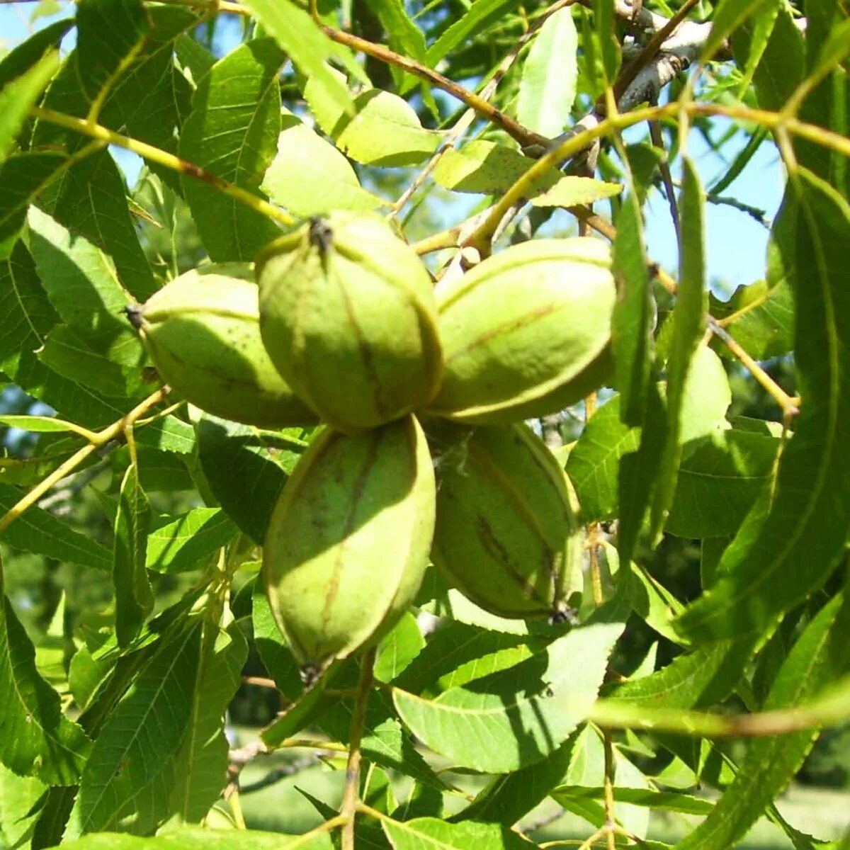 Пекан обыкновенный. Орех пекан листья. Китайский орех пекан. Орех пекан (kiowa). Орех пекан фото и описание.