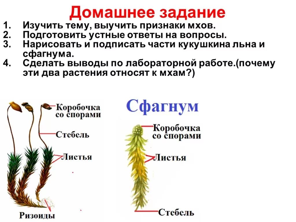 Мхи имеют органы ткани. Мхи сфагнум и Кукушкин лен строение. Сфагнум ризоиды. Изучение внешнего строения мхов Кукушкина льна и сфагнума. Сфагнум строение.