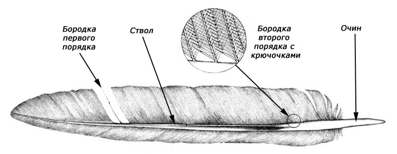 Рисунок контурного пера птицы. Схема строения контурного пера. Строение контурного пера птицы. Схема строения контурного пера птицы. Строение контурного пера птицы рисунок.