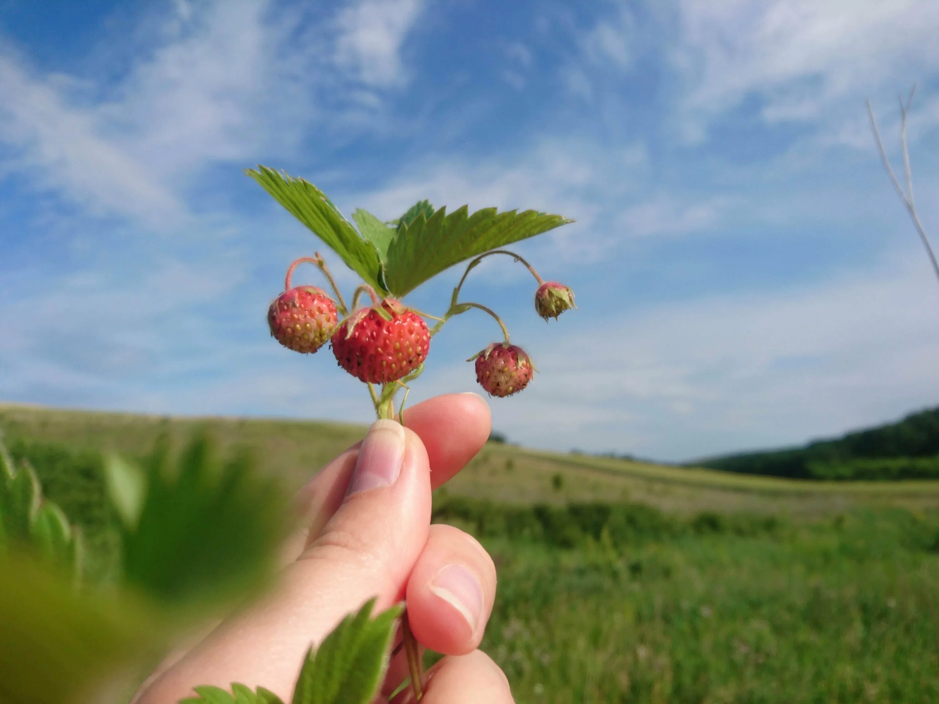 Земляничная поляна. Земляника лесная полянка. Земляника полянка. Земляничная поляна. Клубника делиз.