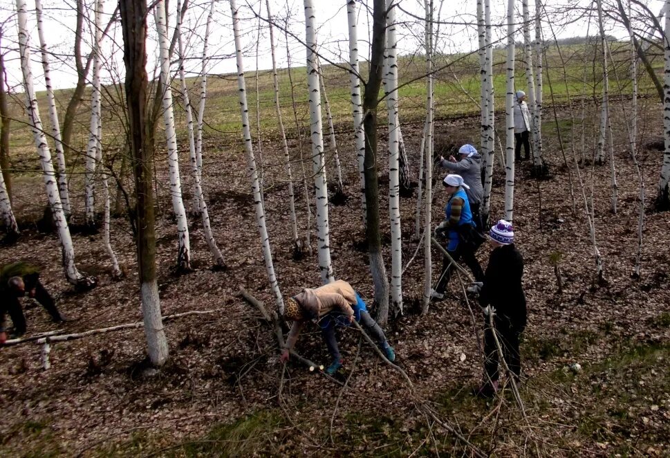 Посадка лесополос. Уборка в лесополосе. Расчистка оврагов лесополос. Состояние лесополос в Крыму.