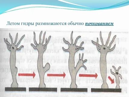 Почкование кишечнополостных