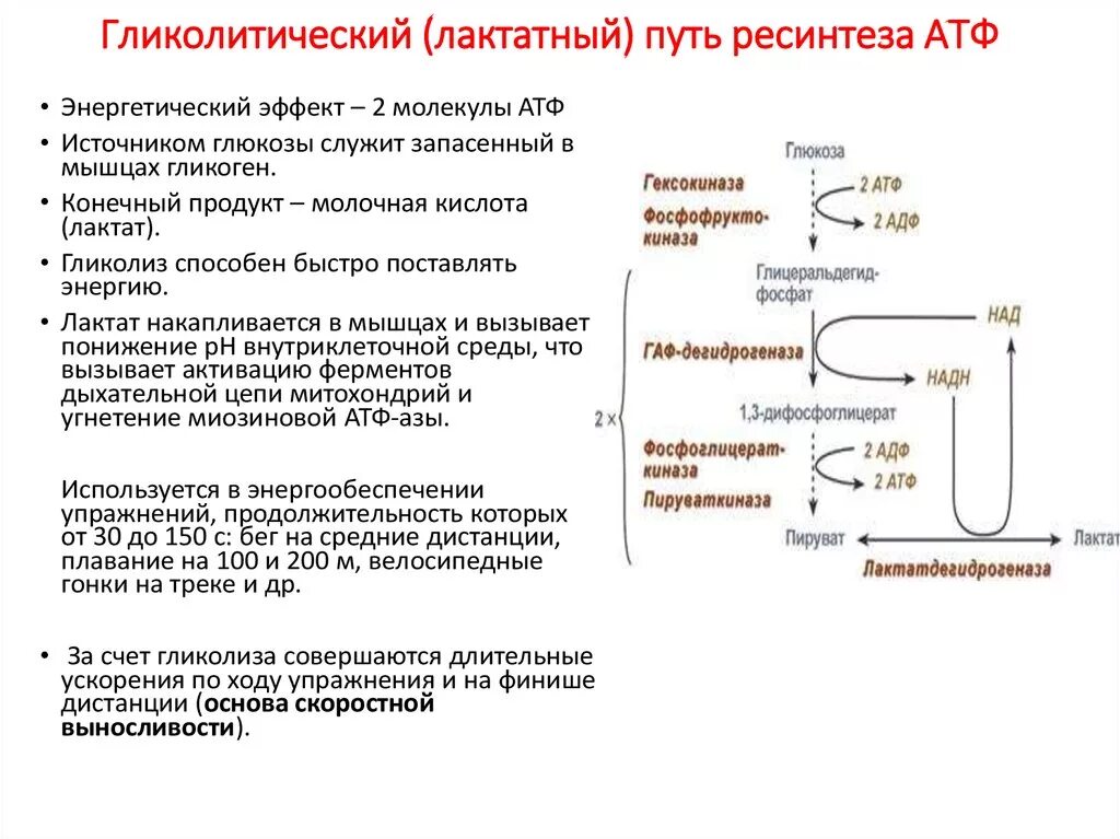 Пируват атф. Механизм синтеза АТФ В гликолизе схемы. Аэробный путь ресинтеза АТФ схема. 3 Основных пути ресинтеза АТФ. Ресинтез АТФ аэробный гликолиз.