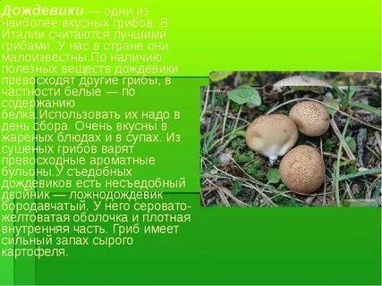 Какие грибы считаются самыми