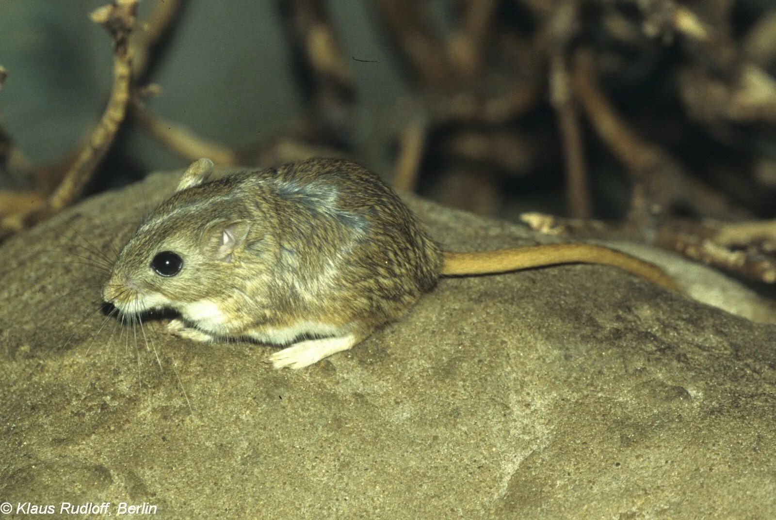 Костяные поля песчанка. Meriones Meridianus. Полуденная Песчанка. Гребенчуковая Песчанка. Тамарисковая Песчанка.