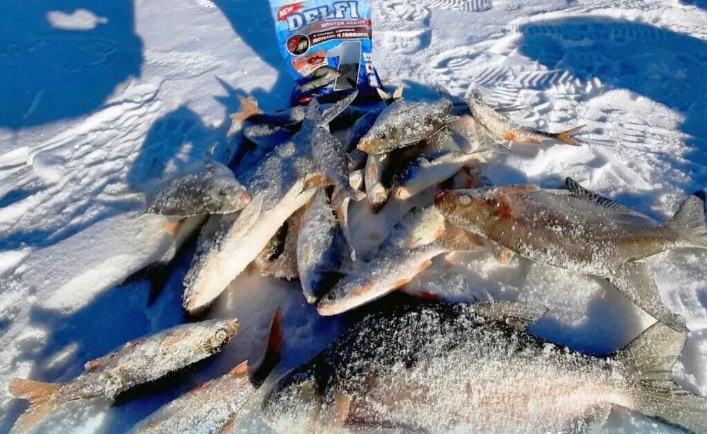 Рыба в челябинских озерах. Озеро чебаркуль рыбалка. озеро чебаркуль челябинская область рыбалка. зимняя рыбалка на озере чебаркуль. озеро чебаркуль рыбаки.