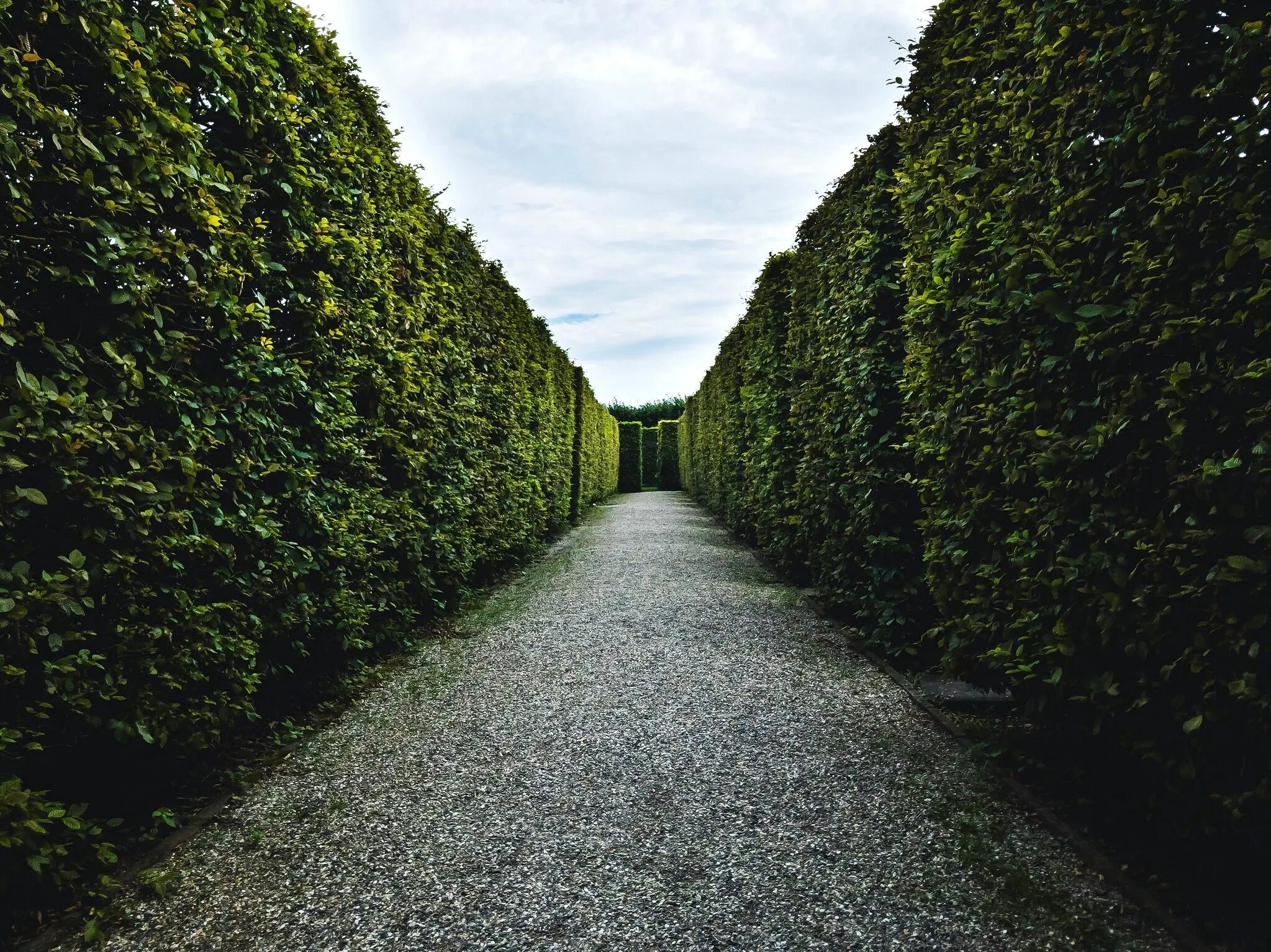 Барбарис самшитолистный изгородь. Самшит зеленая изгородь. Самшит изгородь. Громкими кусты. Спирея серая аргута.