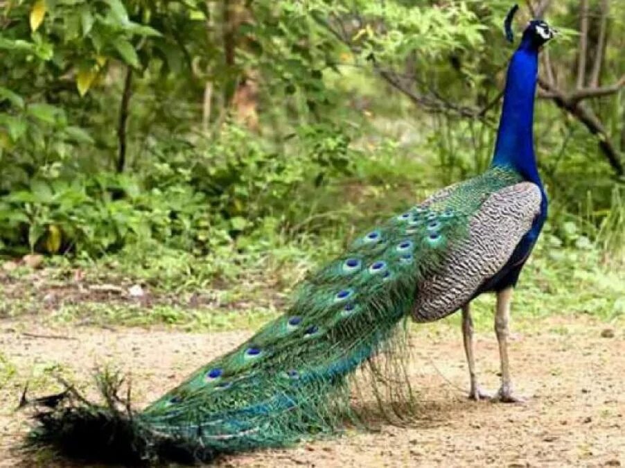 National bird. Павлин Шри Ланка. Товус куши. Индийский Павлин. Саванна Павлин.