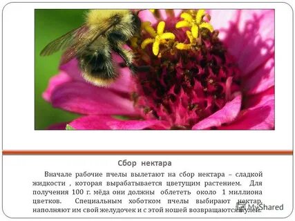 Нектаром инструкция