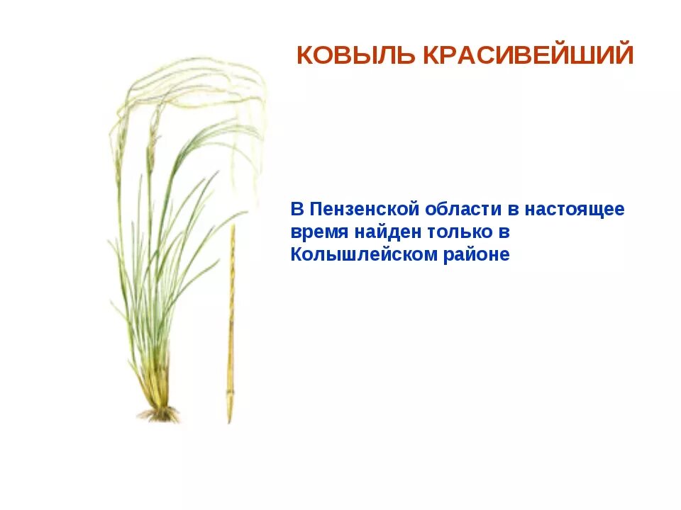 Рассмотри изображение ковыля ландыша тюльпана. Растения Пензенской области. Растения Пензенского края. Ковыль красивейший красная книга. Ковыль занесен в красную.