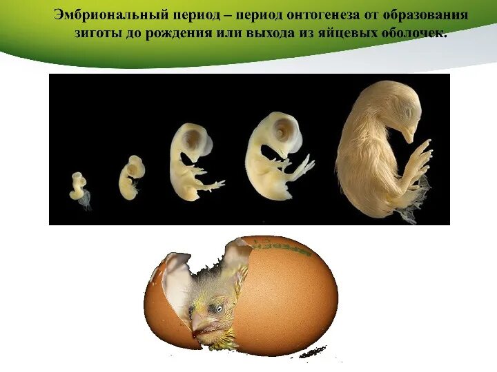 Онтогенез эмбриональное постэмбриональное. Эмбриональный период онтогенеза. Онтогенез эмбриональный период развития. Биология 9 класс эмбриональный период развития. Эмбриональный период развития животных.