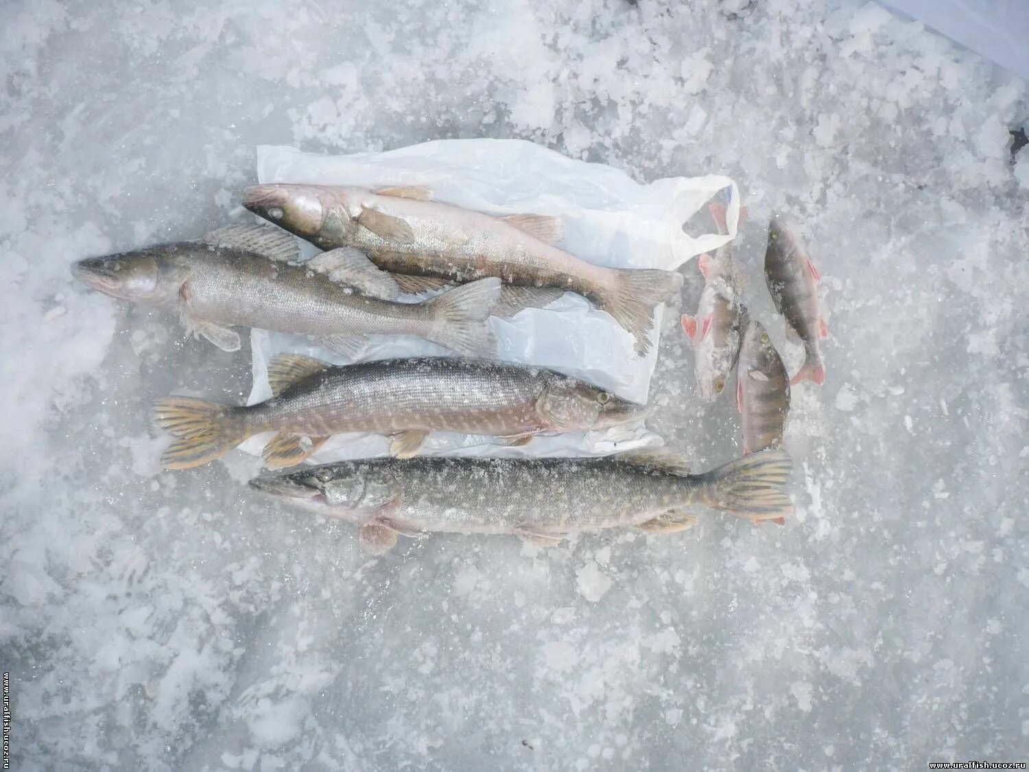 Клев белоярском водохранилище. Рыбалка река пышма на белоярке. Клев белоярском водохранилище. Зимняя рыбалка на белоярке. Атигское водохранилище свердловская область.