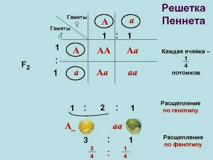 Растения образующие гаметы называются