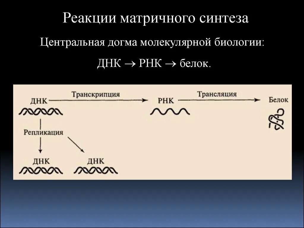 Биосинтез днк реакция. Реакции матричного синтеза схема. Матричный Синтез, реакции матричного синтеза.. Реакции матричного синтеза схема Синтез белка. Реакции матричного синтеза Синтез белка.