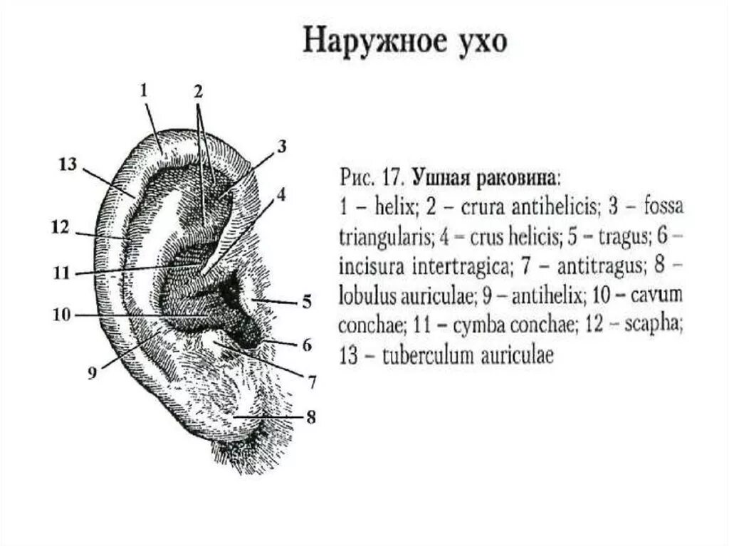 Строение наружного уха анатомия. Строение наружного уха анатомия латынь. Ухо наружное ухо ушная раковина. Наружное ухо строение на латинском.