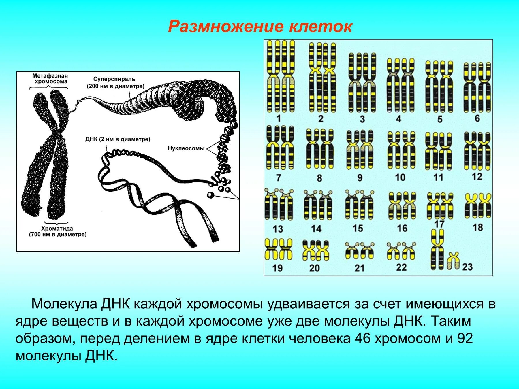 Сколько молекул днк в данной хромосоме. Хромосомы человека. днк человека хромосомы. молекулы днк в хромосоме.