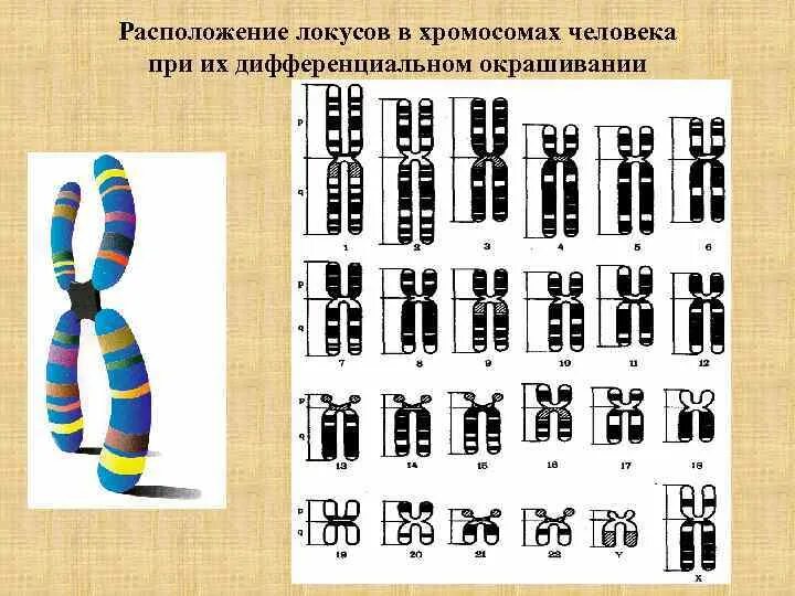 Хромосомы человека. Схемы расположения генов вхромасомах. Дифференциальная окраска хромосом. Расположение хромосом. Местоположение гена в хромосоме
