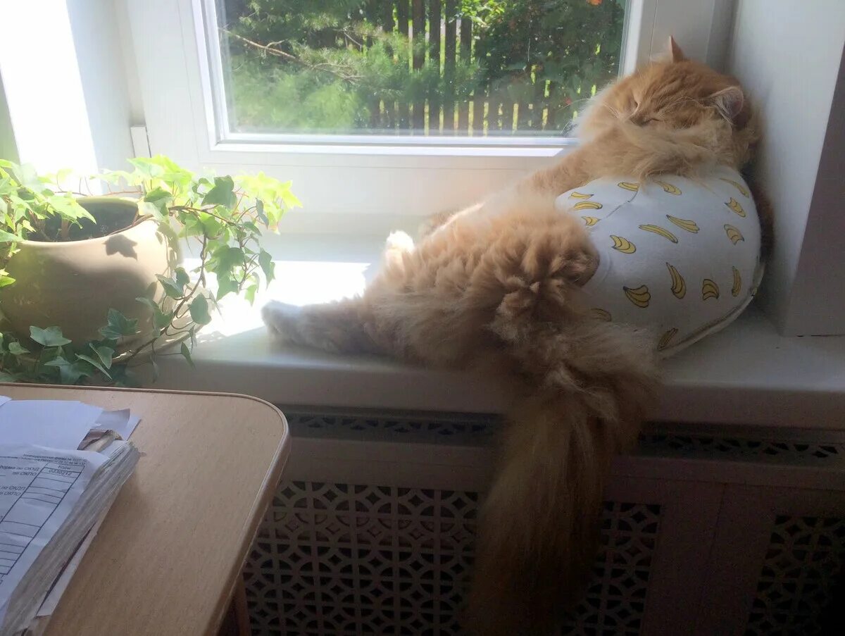 Буддистский монах тибет. Просветленный кот. Котик дзен. Кошка медитирует. Будда котик сидит.